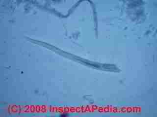 Paint lab Photograph of sample of failed paint